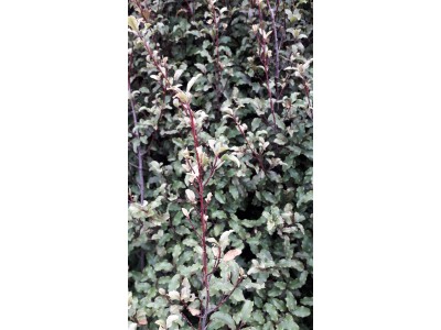 Myrsine australis Myrsine australis